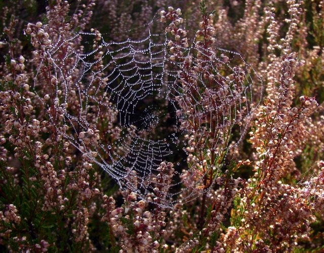 2007 10 Bois de Rochefort 17